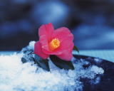 �R�����g_�������ɂ����b�ɂȂ��ĂR�S�N�B���ӂ̓��X�ł��B