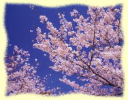 �s�D�ǂ���̔D�P