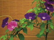 �s�D�ǂ���̔D�P